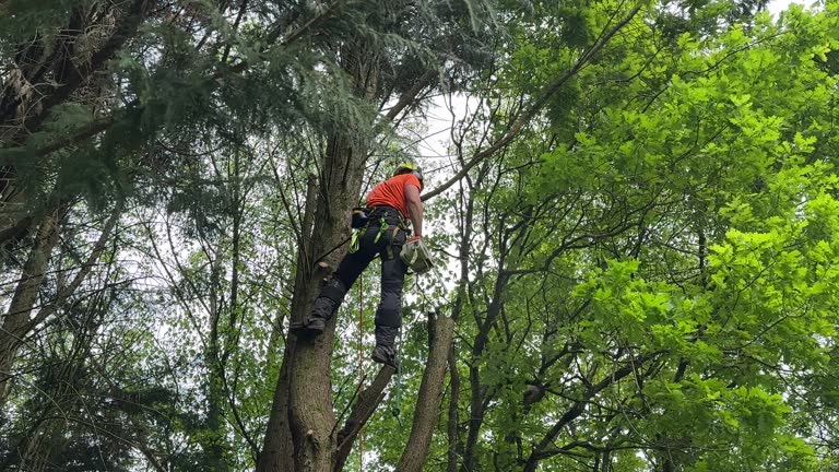 Best Grass Overseeding  in Saddle Rock, NY