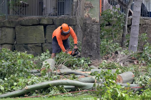 How Our Tree Care Process Works  in  Saddle Rock, NY