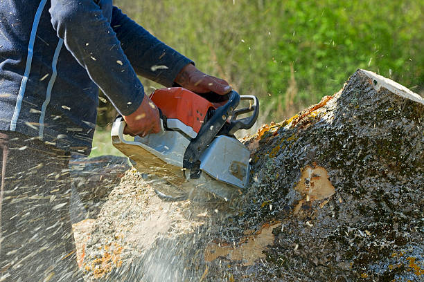Professional Tree Services in Saddle Rock, NY